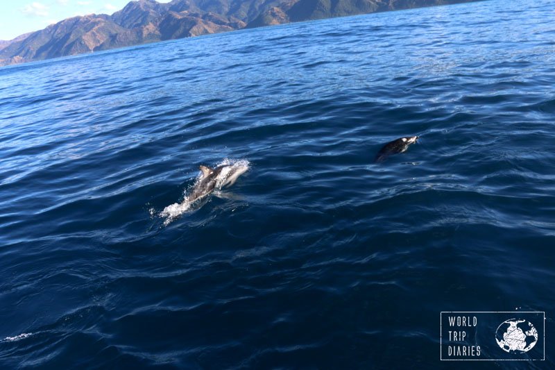 dusky dolphins at kaikoura whale watch