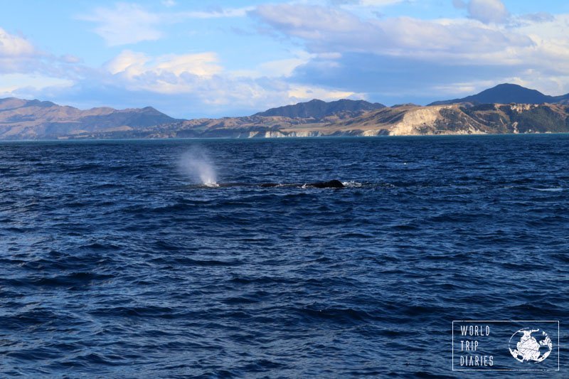 whale spout at whale watch kaikoura