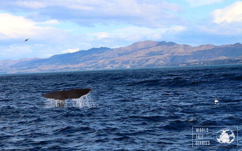 whale tail shot at whale watch kaikoura