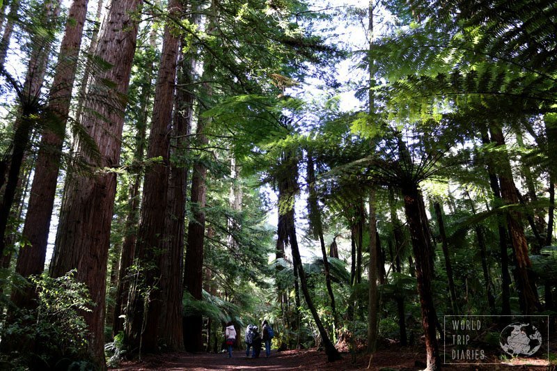 Redwoods